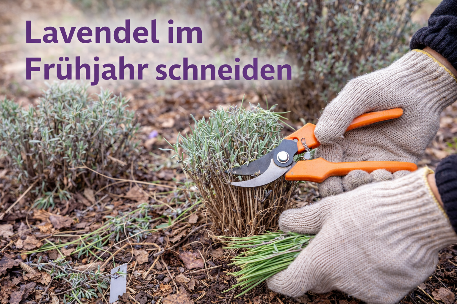 Lavendel im Frühjahr schneiden